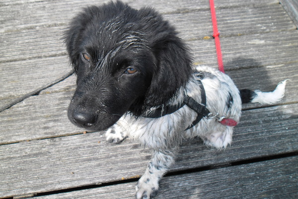 Baasje dit doe je me toch niet weer aan he?