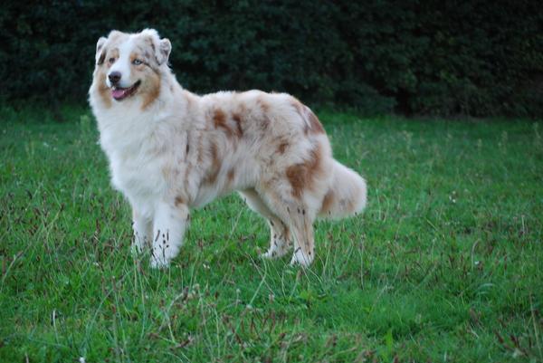 Kennel van de Kampstukken