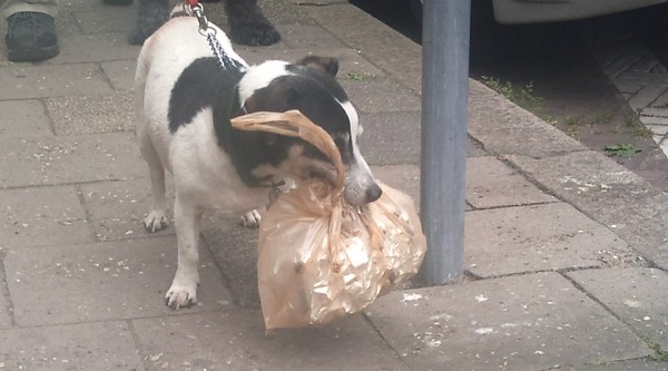 Jack Russell Terrier