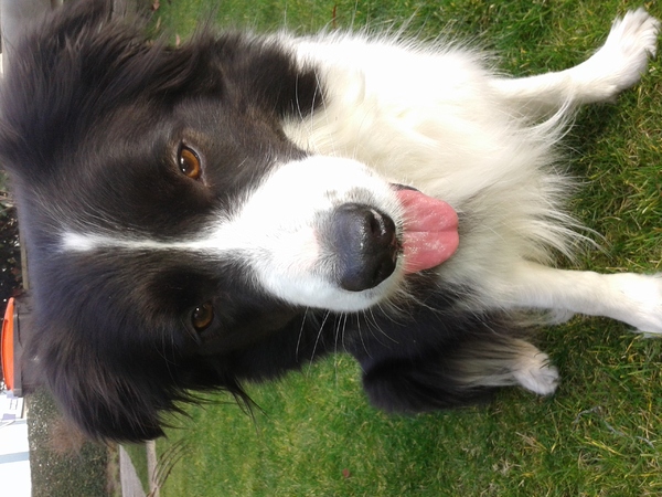 Border Collie