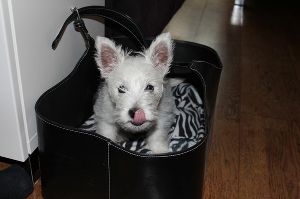 'Ik heb niks gedaan'