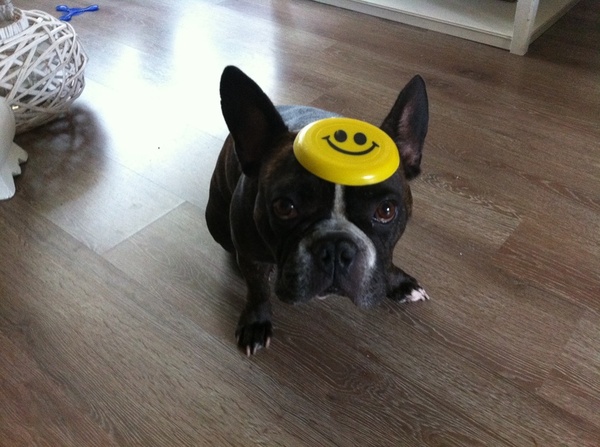 baasje ik wil niet een smiley op me hoofd