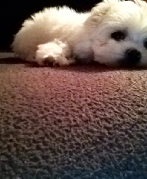 Baasje? Ik ga even slapen :)