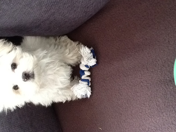 Baasje gaan we alsjeblief even spelen? 