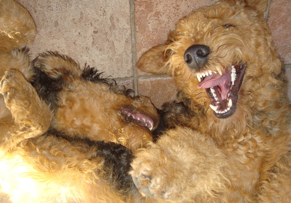 Hero en Finn hebben lol