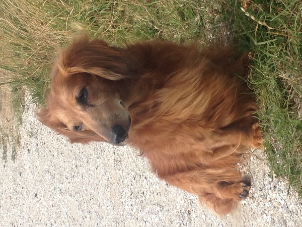 Dashond Standaard, langhaar