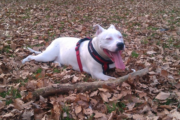 American Staffordshire Terrier