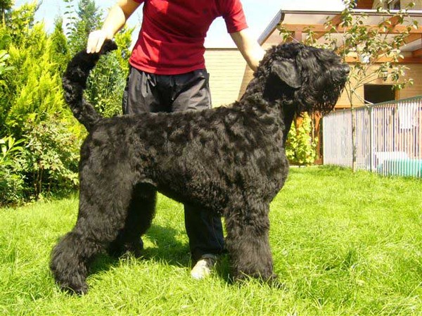 Zwarte Russische Terrier