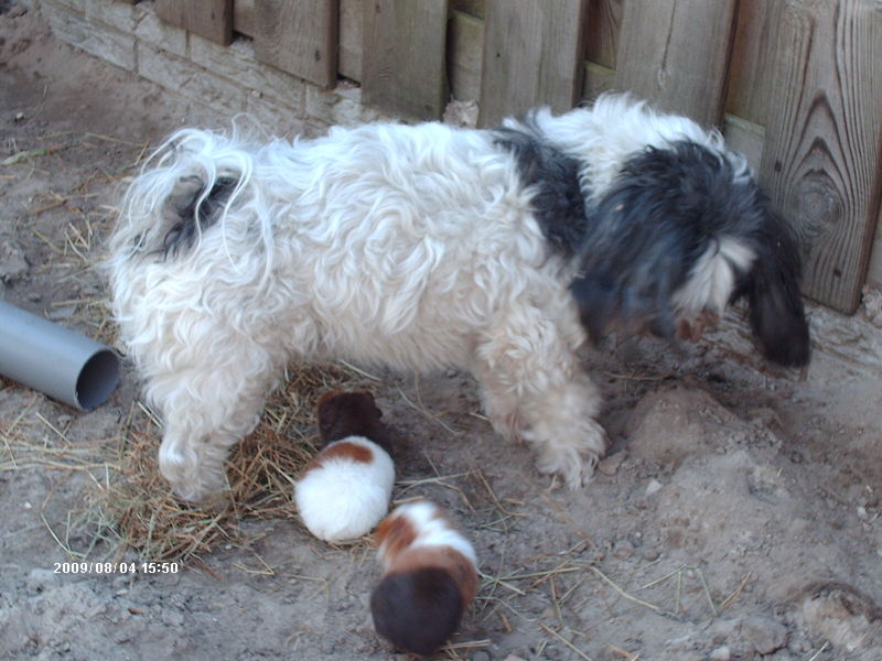 Turbo met de dames caafjes