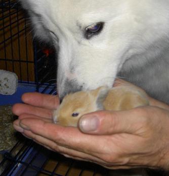 Nuka en konijnenpupsel