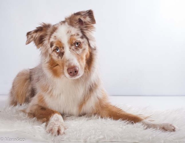 Australian Shepherd