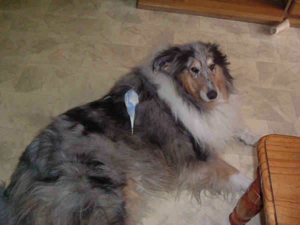 sandy met de parkiet.