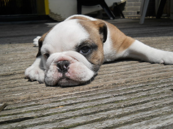 Engelse Bulldog pup