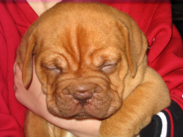 Bordeauxdog pup