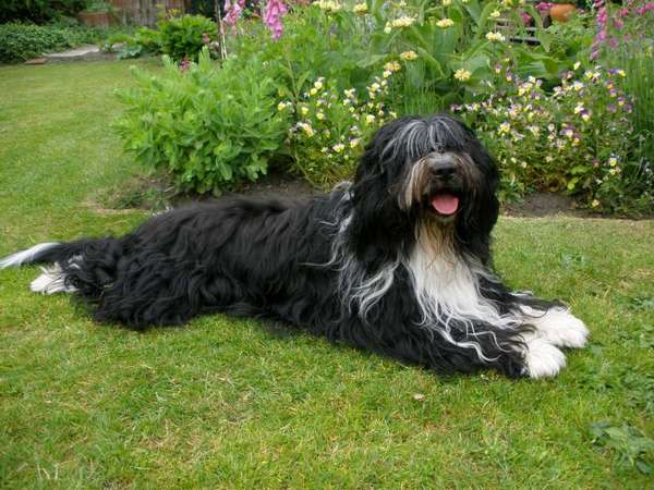 Nederlandse Schapendoes