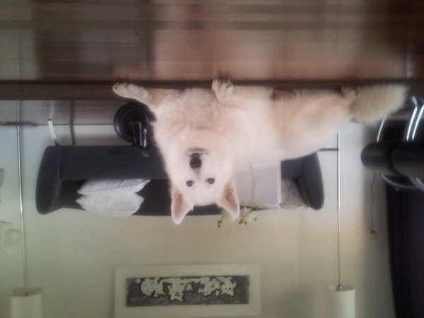 Zwitserse Witte Herdershond