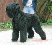 Zwarte Russische Terrier