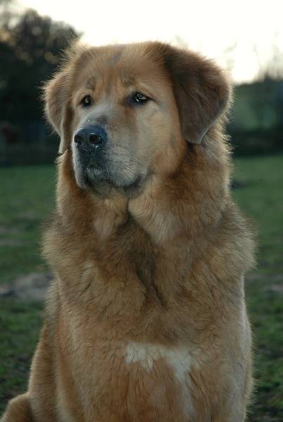 Do Khyi kennel DEKYI CHAMPA