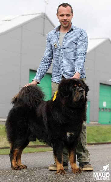 Do Khyi kennel DEKYI CHAMPA