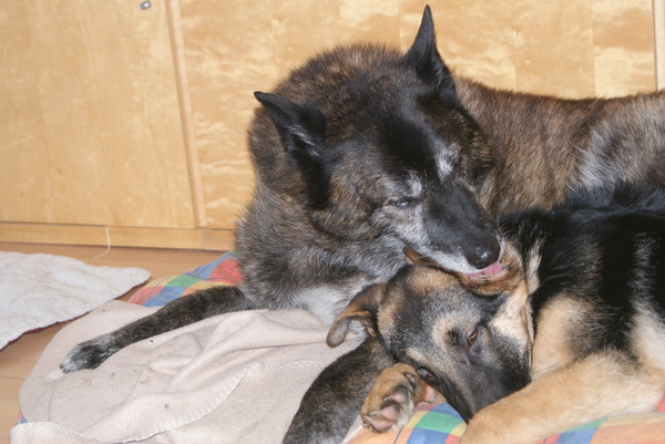 Woelie verzorgt Chewy