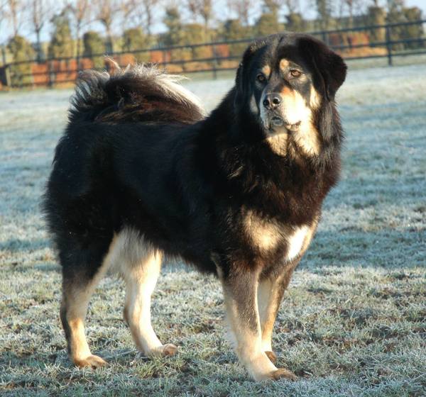 Do Khyi kennel DEKYI CHAMPA