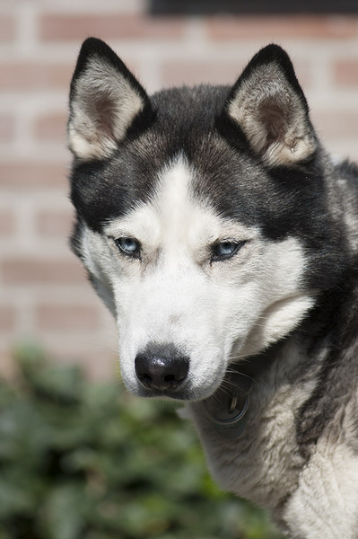 Kayak wacht op zijn maaltijd.