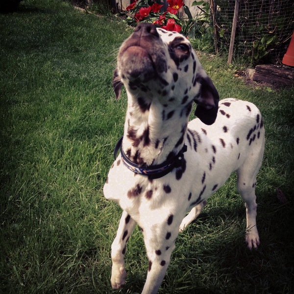 Vers uit het asiel, dus eigenlijk niet zo zielig :)