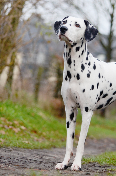 Jolie kijkt altijd zielig...