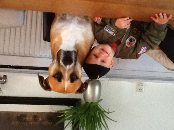 American Staffordshire Terrier