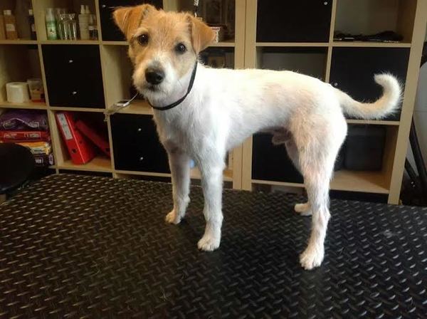 Parson Russell Terriër