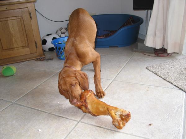 Bot, waar ga je met m'n hond heen