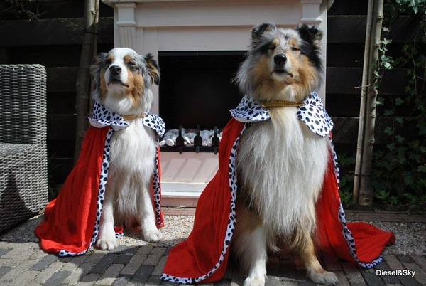 Onze 2 koningen...........