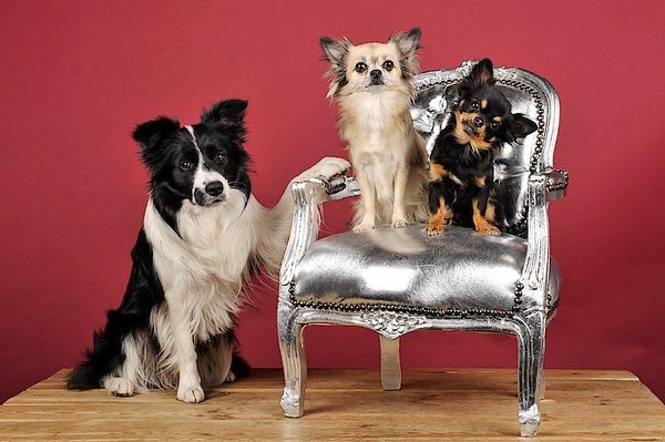 chihuahua's rule the world!