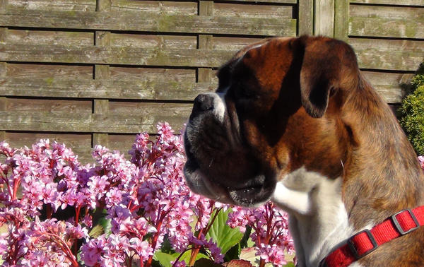 Boxer