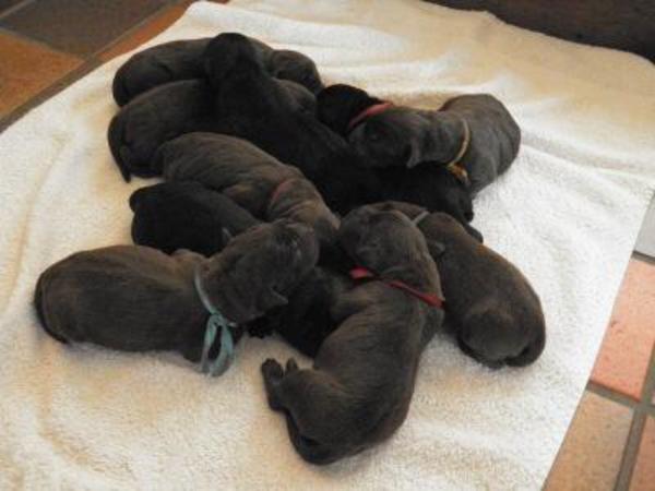 Bruine/Zwarte Labradors december 2013 Lunteren