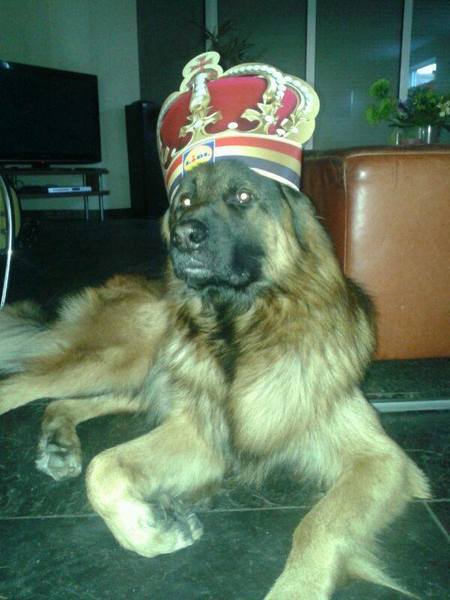 Is dit koning genoeg?