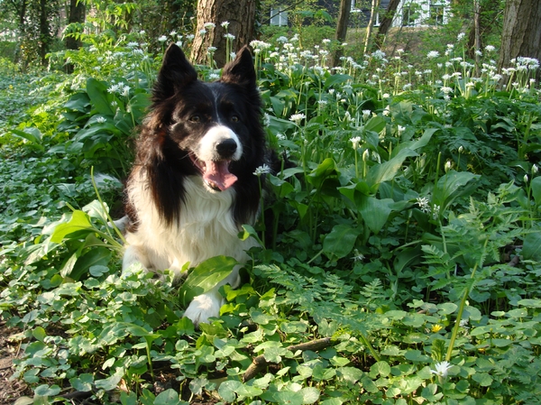 Border Collie