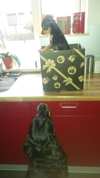 en hier komt hij dan  Spikey THE KING  