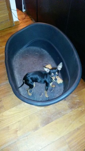 Dwergpinscher