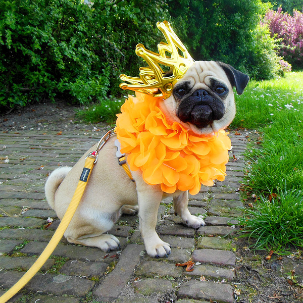 Waar is dat feestje?