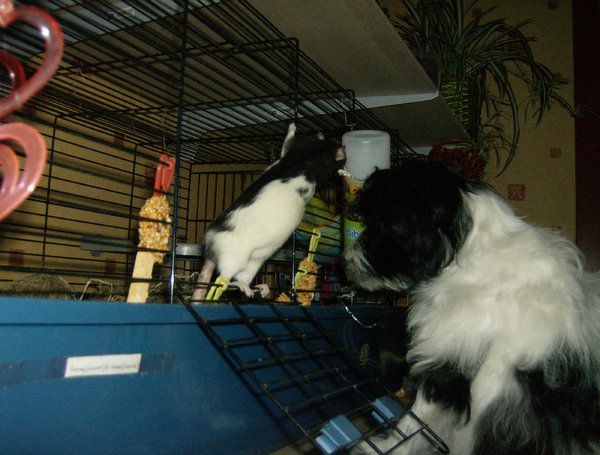 Lanu met de rattenmeiden en cavia's