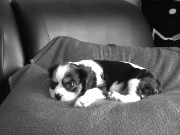 Cavalier King Charles Spaniel