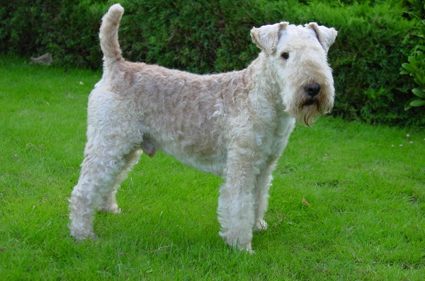 Lakeland Terrier