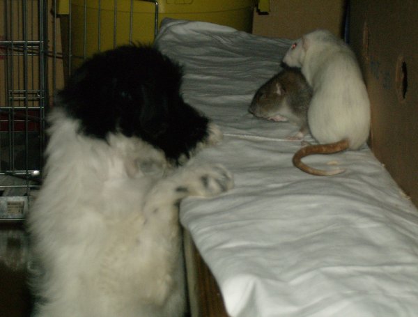 Lanu met zijn vriendinnen