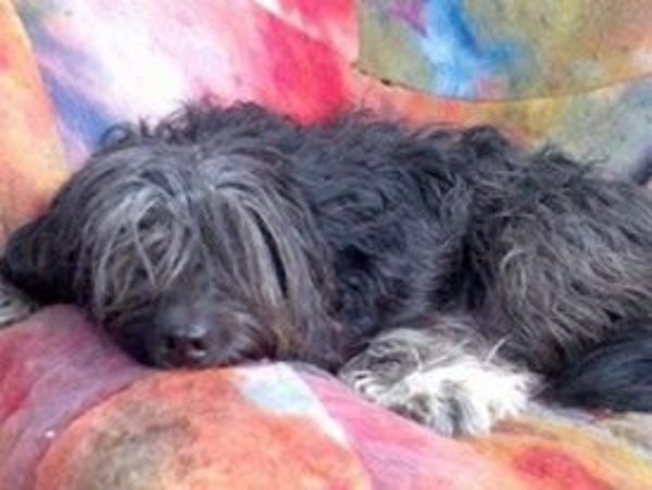 Nederlandse Schapendoes