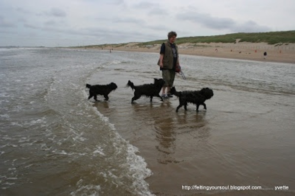 Nederlandse Schapendoes