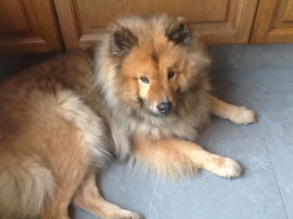 Eurasier