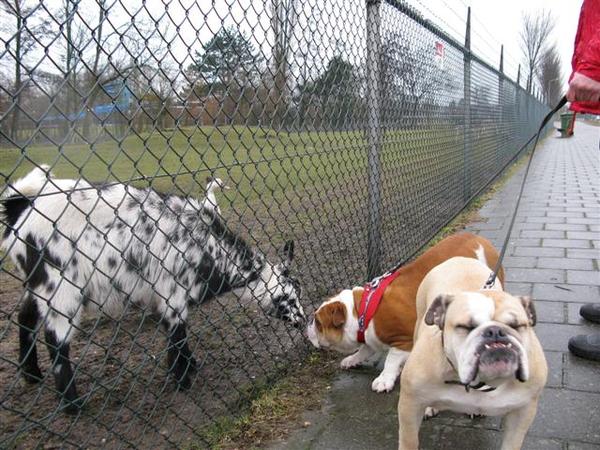 amber en noa en de geitjes 