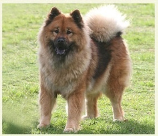 Eurasier