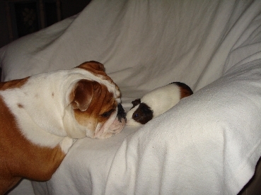 amber en cavia billie